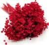 Glixia Getrocknete - (Glixia Marcela) - Rot Produktbild-Vorschau 1