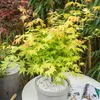 Klon japoński - 3 szt - Acer palmatum - Wysokość 60-70cm - Podgląd zdjęcia produktu 5
