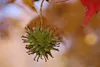 SAFLAX - Amerikanischer Amberbaum - 100 Samen - Liquidamber Produktbild-Vorschau 9