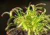 SAFLAX - Sonnentau - Drosera capensis - 200 Samen - Mit Produktbild-Vorschau 4