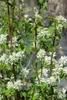 Amelanchier alnifolia 'Obelisk', Felsenbirne, 80–100 cm Produktbild-Vorschau 4