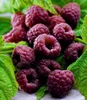 BALDUR Garten 1x Schwarze Himbeere Glen Coe, Pflanze im 9x9 Produktbild-Vorschau 1