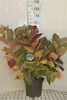 Hydrangea 'Teller White' (wit/blanc) - Hortensien  40- 60 Produktbild-Vorschau 1