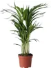 Areka - Dypsis lutescens - Wysokość 60-70cm - ⌀17cm Podgląd zdjęcia produktu 1