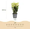 Euonymus japonica Paloma Blanca - Hoja Verde y Blanca - 8 Vista previa de la imagen del producto 4