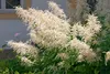 A close-up shot of a white flowering plant with green foliage in front of a building. Produktbild-Vorschau