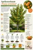 Aprikosenbaum Prunus armeniaca 100–120 cm – Obstbaum für Produktbild-Vorschau 3