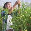 Haki do pomidorów ze sznurkiem, 18 metalowych haków do Podgląd zdjęcia produktu 7