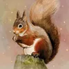 20 Servietten Judy - Eichhörnchen mit Sterne 33x33cm Produktbild-Vorschau 1