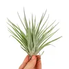 Flaschengarten 30cm XXL mit Tillandsia Oxana Produktbild-Vorschau 2