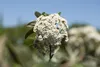 Viburnum 'Pragense', immergrün, 80–100 cm Produktbild-Vorschau 1