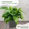 Quadratkübel Juka 25x25 Rattan anthrazit Produktbild-Vorschau 5