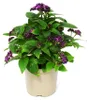 Vanilleblume - Heliotropium - 11cm - Set mit 3 Pflanzen Produktbild-Vorschau 2