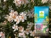 Erde für Oleander - 10l - Mediterran - Hochwertig - Gute Produktbild-Vorschau 6