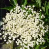 Schwarzer Holunder Haschberg Sambucus nigra großfrüchtig Produktbild-Vorschau 3
