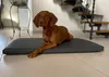 A brown dog is lying on a gray dog bed in a room with a staircase in the background. Produktbild-Vorschau