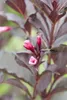 Weigelie Victoria 40-60 cm, im Topf - Weigela florida Produktbild-Vorschau 2