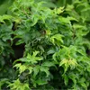 Acer palmatum ‘Shishigashira’, Japanischer Ahorn am Stamm, Produktbild-Vorschau 1