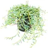 Senecio hallianus - Curio hallianus v 12 cm kvetináči Náhľad obrázku produktu 2