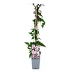 A potted plant with pink flowers and green leaves, supported by stakes, against a white background. Produktbild-Vorschau