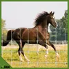 Wildzaun - Knotengeflecht - verzinkt Forstzaun - 150/11/15 Produktbild-Vorschau 4
