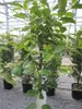 Kakibaum Vaniglia - Sharonfrüchte - Kaki Diospyros Vaniglia Produktbild-Vorschau 3