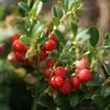 A close-up view of a branch with ripe red berries and green leaves. Produktbild-Vorschau