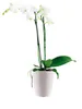 elho brussels Orchidee Hoch 12,5cm Übertopf - weiss Produktbild-Vorschau 2