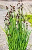 Stauden Gänge 3 x Juncus ensifolius im 1 Liter Topf - Zwerg Produktbild-Vorschau 4