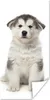 MuchoWow® Poster Husky-Welpe auf weißem Hintergrund 20x40 Produktbild-Vorschau 1