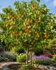 Aprikosenbaum Prunus armeniaca 100–120 cm – Obstbaum für Produktbild-Vorschau 1