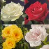 Green boutiQ - Rosier grimpant - Rosa Rainbow - Fleurs Voir les images du produit 3