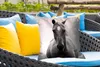 MuchoWow® Outdoor Kissen - Pferd - Schwarz - Weiß - Porträt Produktbild-Vorschau 4
