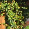 Wiciokrzew zaostrzony 1L Podgląd zdjęcia produktu 7