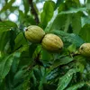 Carya laciniosa, Königsnuss, Höhe 60–70 cm, 5-Liter-Topf Produktbild-Vorschau 1