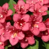 Liebliche Weigelie Bristol Ruby 2L Produktbild-Vorschau 1