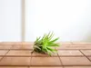 Gardners Aerárium s Tillandsií Ionantha Náhled obrázku produktu 1