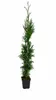 Thuja Smaragd, výška 60–80 cm, v kvetináči P9 | Smrečina Náhľad obrázku produktu 4