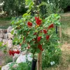 Johannisbeere ´ROVADA´ auf Stamm 70 cm, wurzelnackt Produktbild-Vorschau 4