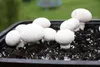 PLANTO Sada pro domácí pěstování Žampión bílý 3 l (Agaricus Náhled obrázku produktu 7