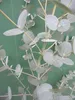 Eucalyptus gunnii Azura - Eukalyptus Azura - 40 - 60 cm Produktbild-Vorschau 1