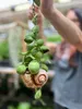 Gardners Dischidia pectenoides Snaily, priemer 8 cm Náhľad obrázku produktu 3