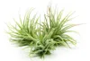 Gardners Tillandsia ionantha zelená, mini Náhľad obrázku produktu 1