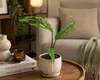 Monstera obliqua, Peru, ca. 20 cm – Zeldzame kamerplant met Productafbeelding-voorbeeld 1