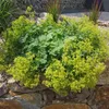Bloomique - Lot de 3 - Alchemilla Mollis - Alchémille - Voir les images du produit 6