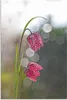ARTland Wandbild Alu für Innen & Outdoor Schachbrettblume Produktbild-Vorschau 1