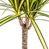 Dracaena Marginata Sunray Drachenbaum Ø17cm 60-80cm Produktbild-Vorschau 4