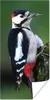 MuchoWow® Poster Ein Buntspecht mit klaren Farben 60x120 cm Produktbild-Vorschau 1