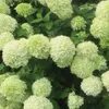 2 x  hortenzie  - Hydrangea paniculata 'Little Lime'  | Náhled obrázku produktu 2