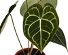 Dehner Herzblattblume, Anthurium clarinervium, Produktbild-Vorschau 3